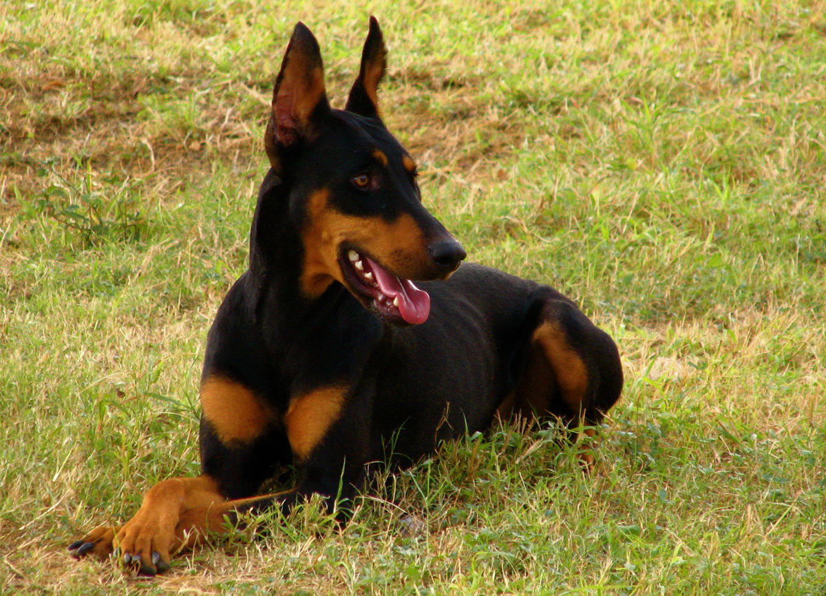 Doberman Pinscher